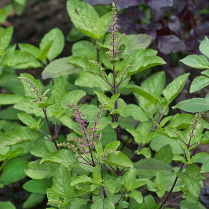 Picture of Basil Holy